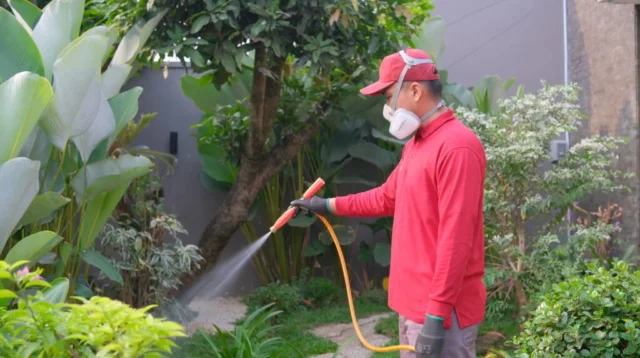 Jasa Anti Rayap Bandung